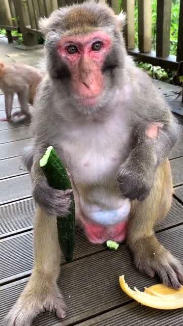 猴子女吃瓜,猴子女的瓜田奇遇记
