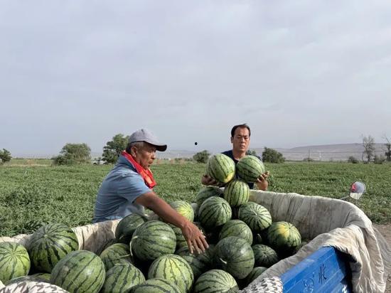 下安村 吃瓜,瓜田里的欢乐时光