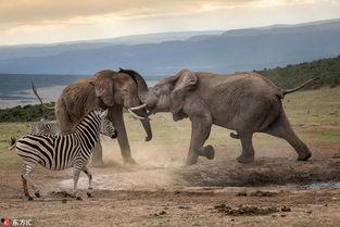 动物吃瓜看戏名场面,动物们的欢乐盛宴