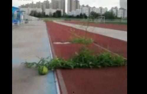 最近学校操场吃瓜,操场“吃瓜”现场，揭秘校园生活新趣味