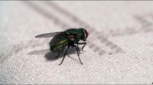 苍蝇蚊子吃不吃瓜,揭秘昆虫的饮食偏好