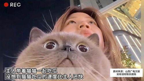 吃瓜猫咪和主人,趣味横生的日常互动