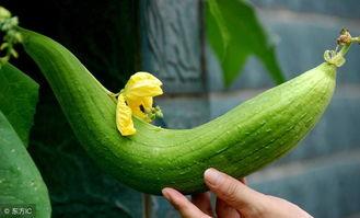 吃瓜长胖,揭秘夏日消暑美食背后的热量陷阱