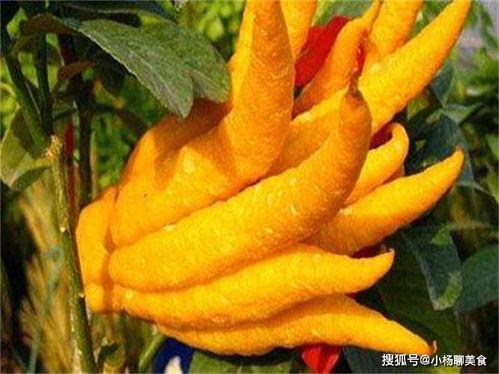 佛手直接吃 -佛手瓜,天然美味，直接食用的健康佳品