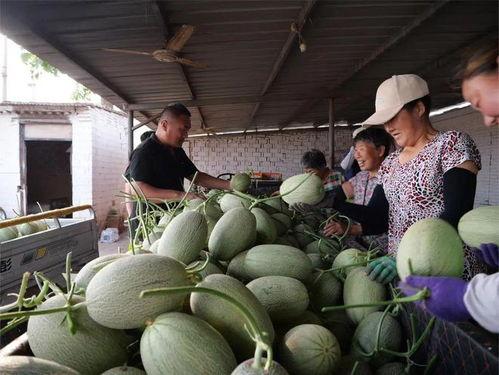 如何去瓜地吃瓜,一场说走就走的吃瓜之旅