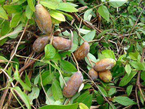 吸着吃八月瓜,尽享八月瓜的甘甜滋味