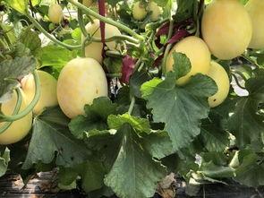 界首吃瓜姐,揭秘网络红人的魅力与争议