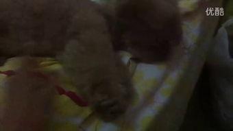 姐姐吃瓜视频大全,视频大全揭秘娱乐圈幕后故事