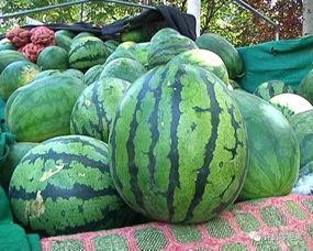 吃瓜不熟吗,揭秘“吃瓜不熟”背后的真相与误解