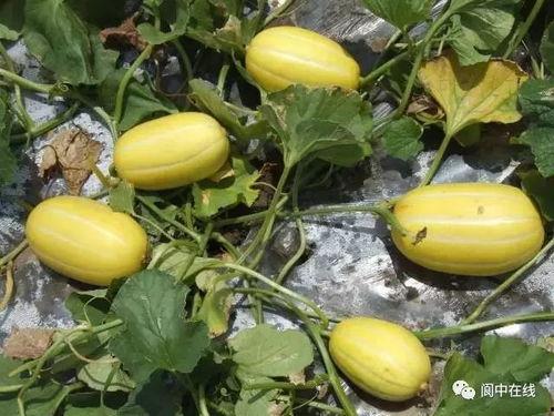 吃整个小瓜,探寻小瓜的神奇魅力