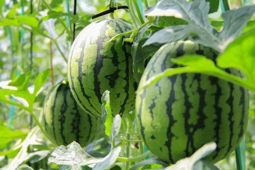 吃瓜群众西瓜挂件,西瓜挂件引领时尚新风尚